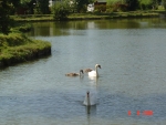 Photo Camping Du Molinel