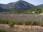 Domaine De La Coronne