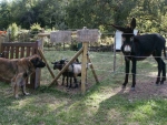 Photo Camping Le Roquelongue