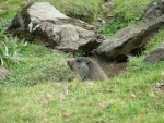 Photo Pyrenees Natura