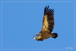 Photo Pyrenees Natura