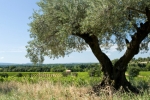 Photo Yelloh! Village Luberon Parc