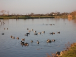Photo Camping Du Lac De Saujon