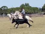 Abri De Camargue