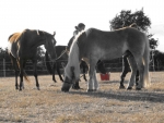Photo Camping De Kernejeune