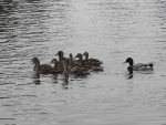 Photo Camping Du Lac