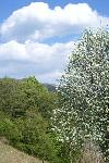 Photo Au Relais Du Grand-ballon thumb