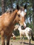 Photo Camping La Rotonde-le Village Western