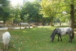 Photo Yelloh! Village Nature Cottages