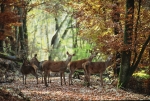 Photo Camping Du Moulin