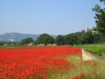 Photo Domaine Des Chênes Blancs